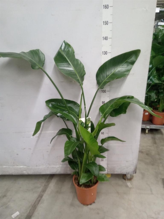 <h4>Strelitzia nicolai</h4>