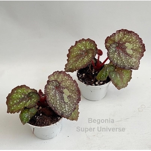 Begonia Super Universe 9cm *NEW*