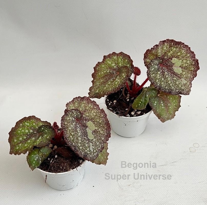<h4>Begonia Super Universe 9cm *NEW*</h4>