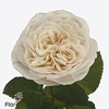 Rosa garden chiffon