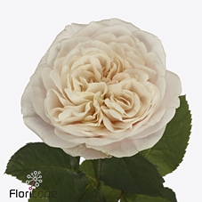 Rosa garden chiffon