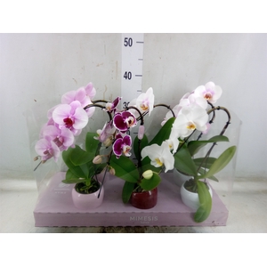 Phalaenopsis   ...
