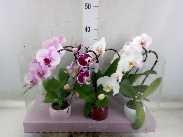 <h4>Phalaenopsis   ...</h4>