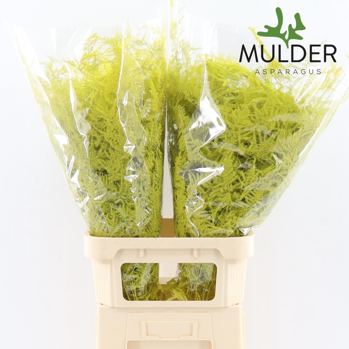 <h4>Asp Lang Klb Yellow</h4>