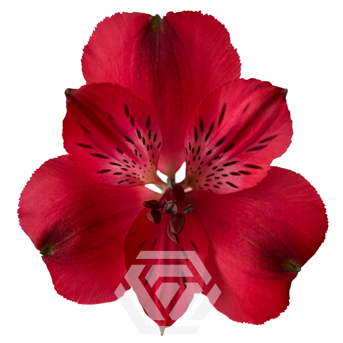 <h4>ALSTR GALERAS Tessa</h4>