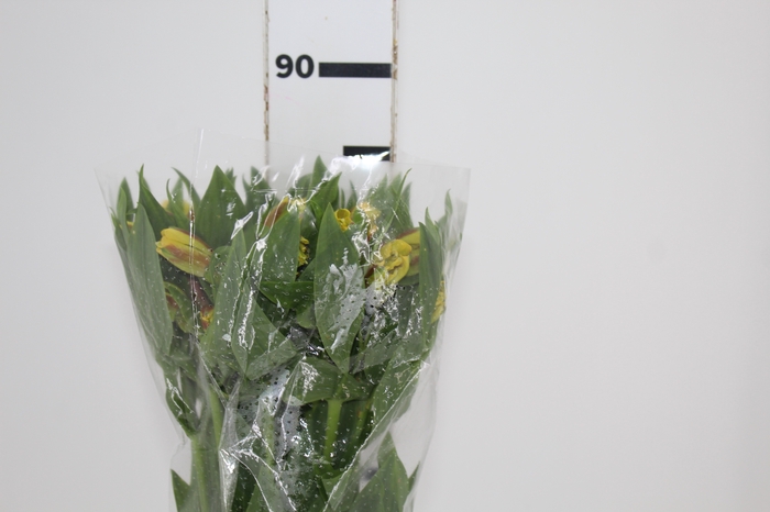 <h4>ALSTROEMERIA FLORIDA 080 CM</h4>