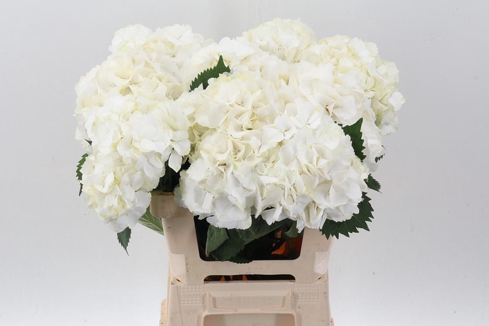 <h4>Hydr M My Akito</h4>