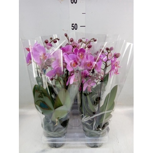 Phalaenopsis  'Ant Fredrikstad'