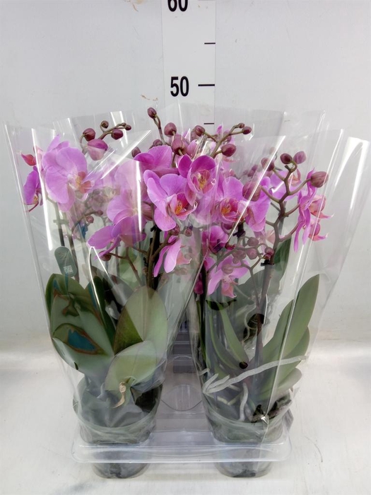 <h4>Phalaenopsis 'Ant Fredrikstad'</h4>