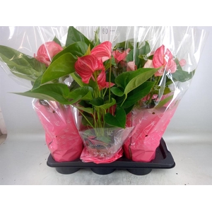 Anthurium andr.   ...