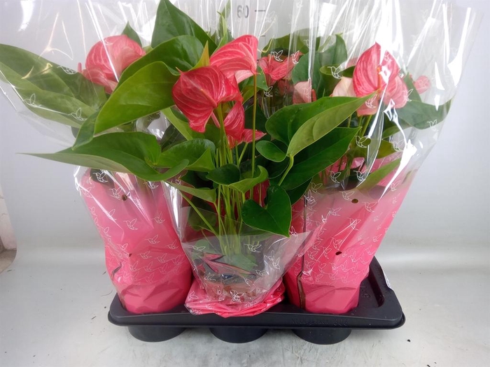 <h4>Anthurium andr. ...</h4>