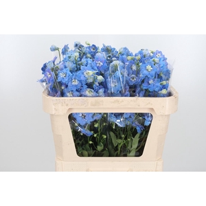 Delphinium Centurion Skyblue