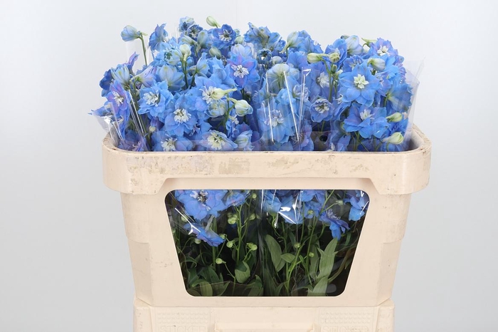 <h4>Delphinium Centurion Skyblue</h4>