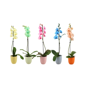 Hugo Colours Mix Phal I Am Mix 1T9+