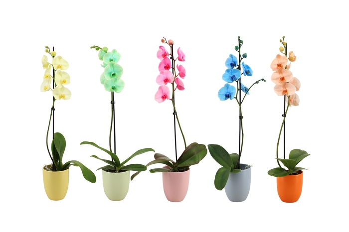 <h4>Hugo Colours Mix Phal I Am Mix 1T9+</h4>
