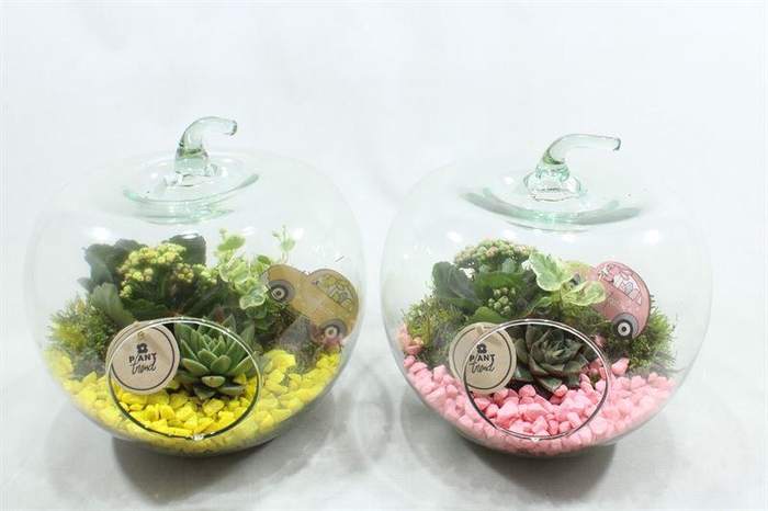 <h4>1137 XXL APPEL</h4>