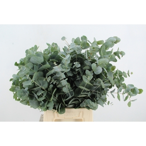 EUC CINEREA