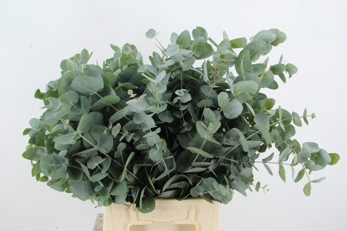 <h4>EUC CINEREA SHORT</h4>