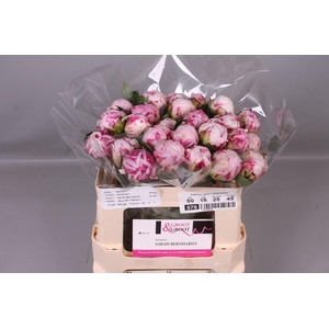 Paeonia Sarah Bernhardt