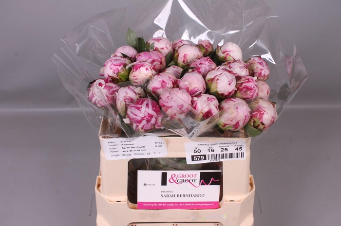 <h4>Paeonia Sarah Bernhardt</h4>