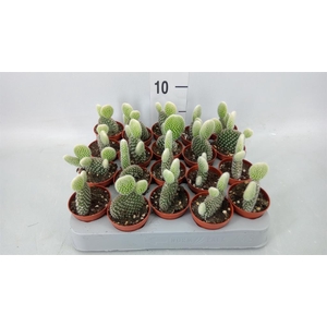 Opuntia microdasys 'Albispina'