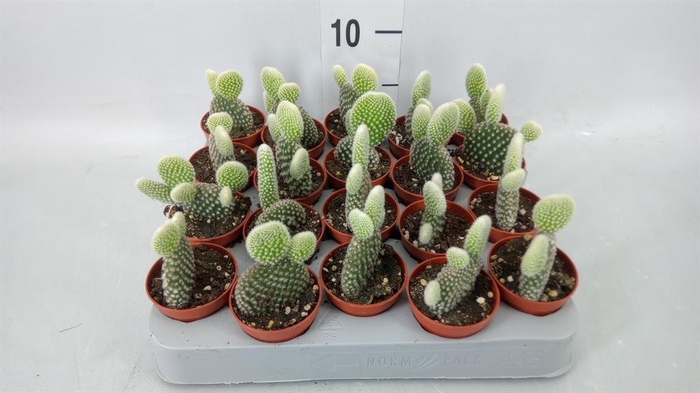 <h4>Opuntia microdasys 'Albispina'</h4>