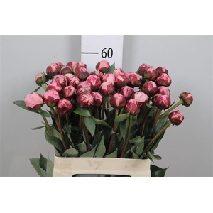 Paeo L Sara Bernhard