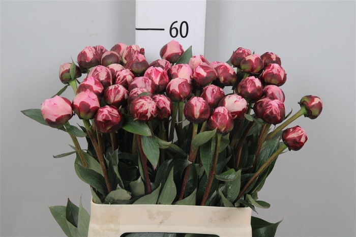 <h4>Paeo L Sara Bernhard</h4>