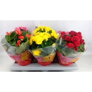 Begonia elat. DU ...mix