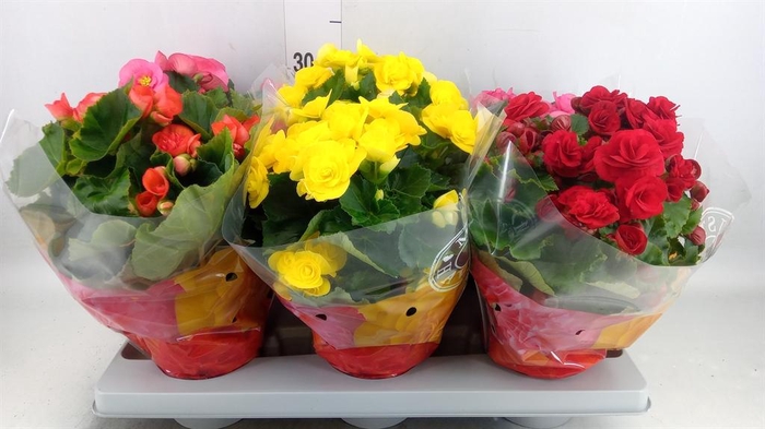 <h4>Begonia elat. DU ...mix</h4>
