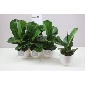 Ficus Lyrata Liv Keramiek