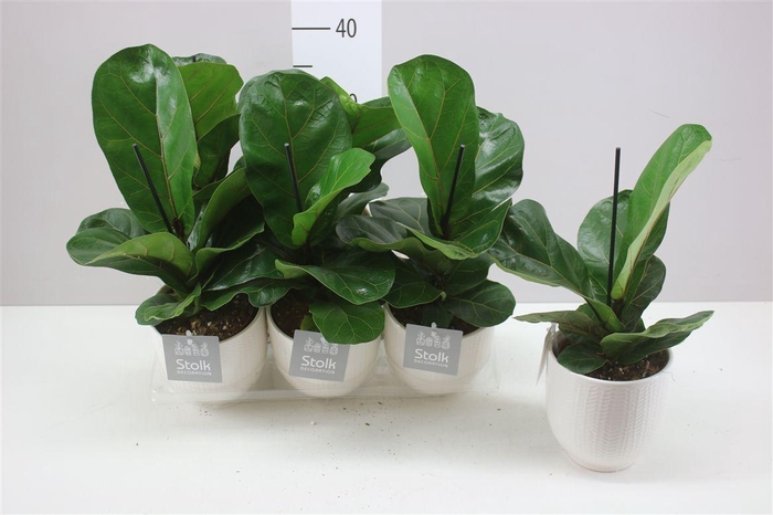 <h4>Ficus Lyrata Liv Keramiek</h4>