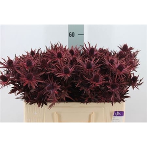 Eryngium Klb Bordeaux X40