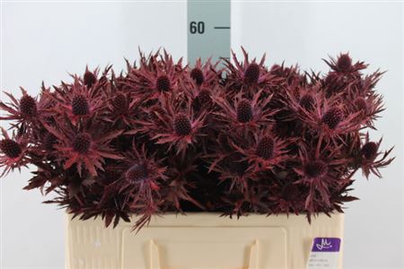 Eryngium Klb Bordeaux X40