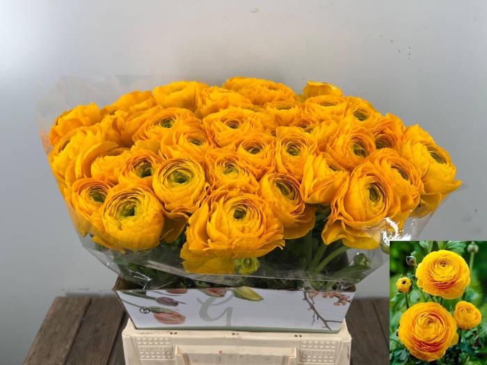 <h4>RANUNCULUS OV</h4>