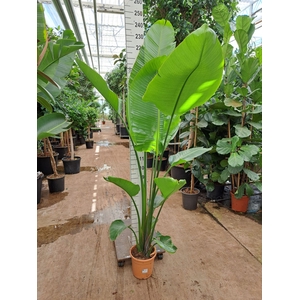 Strelitzia nicolai