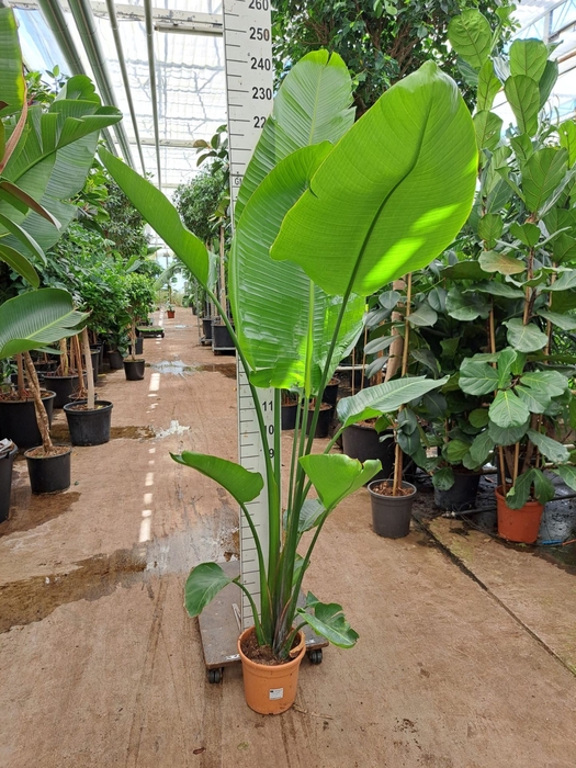 <h4>Strelitzia nicolai</h4>