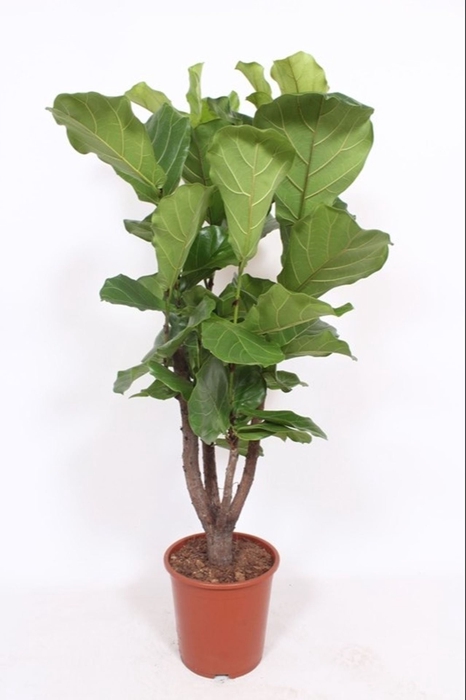 Ficus lyrata