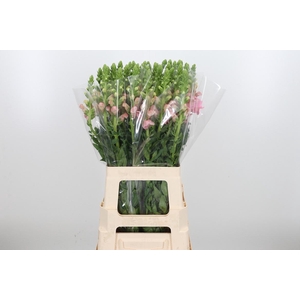 Antirrhinum Po Pink