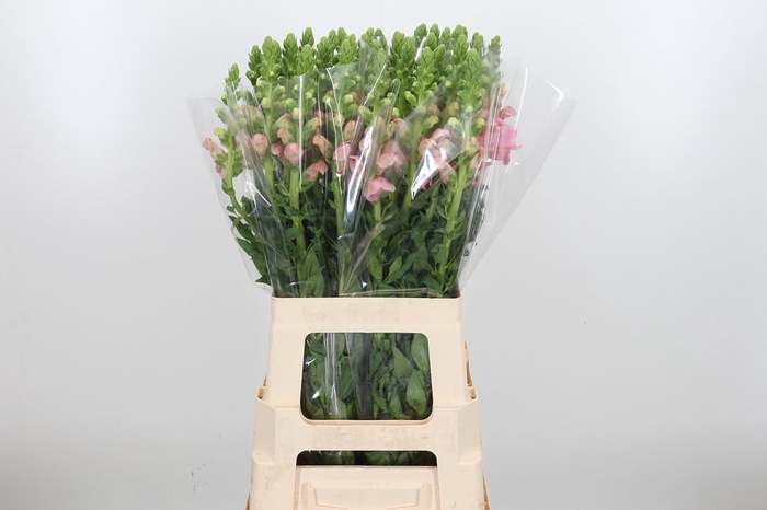 <h4>Antirrhinum Po Pink</h4>