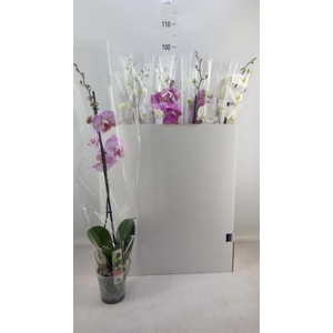 Phalaenopsis   ...mix