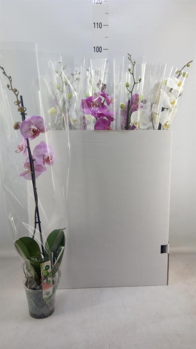 <h4>Phalaenopsis ...mix</h4>
