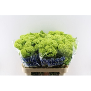 Viburnum Roseum 80cm 4 Bal