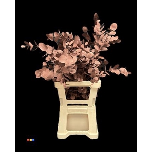 Cinerea Choco Brown