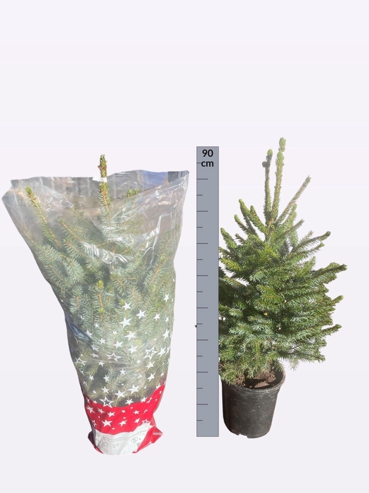 <h4>PICEA OMORIKA</h4>