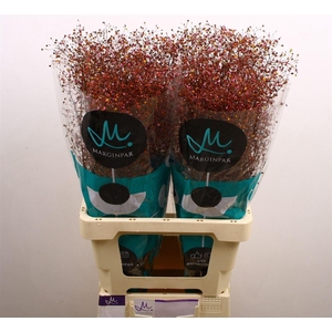 Siergras Talin Pan Long John