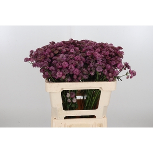 Astr Purple Sensatio