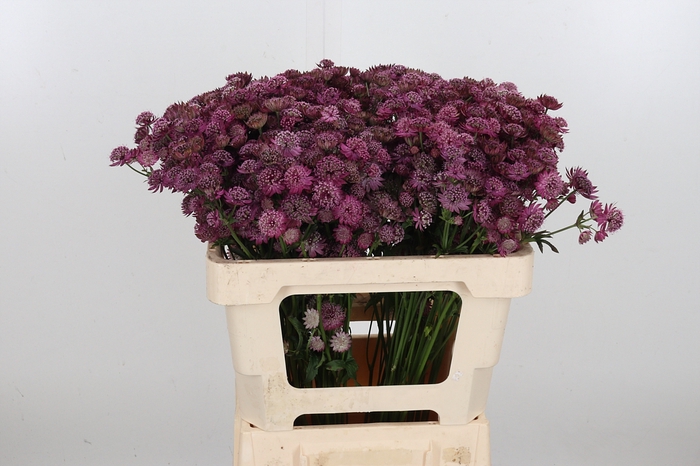 <h4>Astr Purple Sensatio</h4>