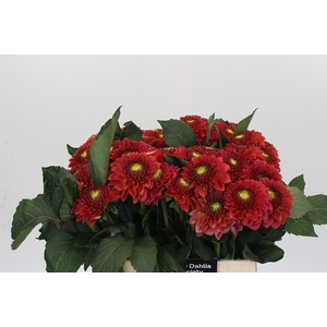 Dahlia Orange Fox