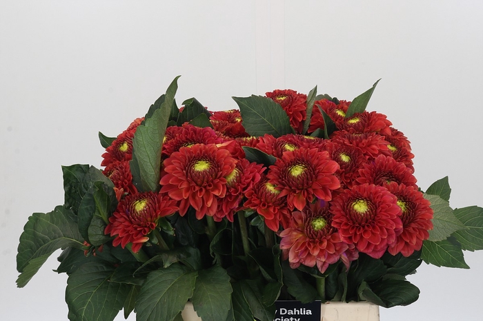 Dahlia Orange Fox